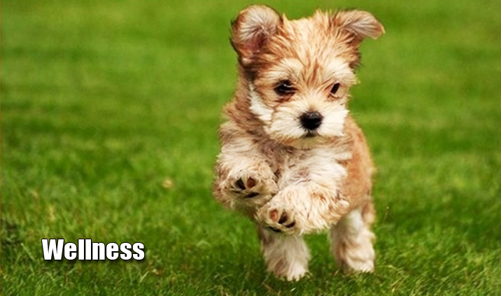 Wellness