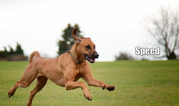 Speed